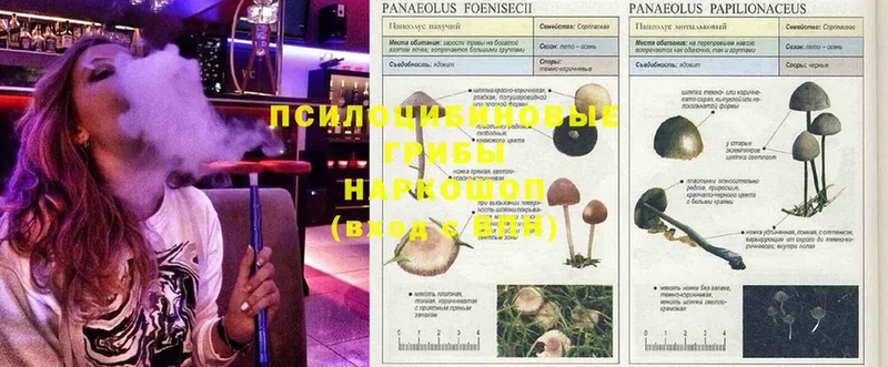 Галлюциногенные грибы Psilocybe  даркнет сайт  Вяземский 